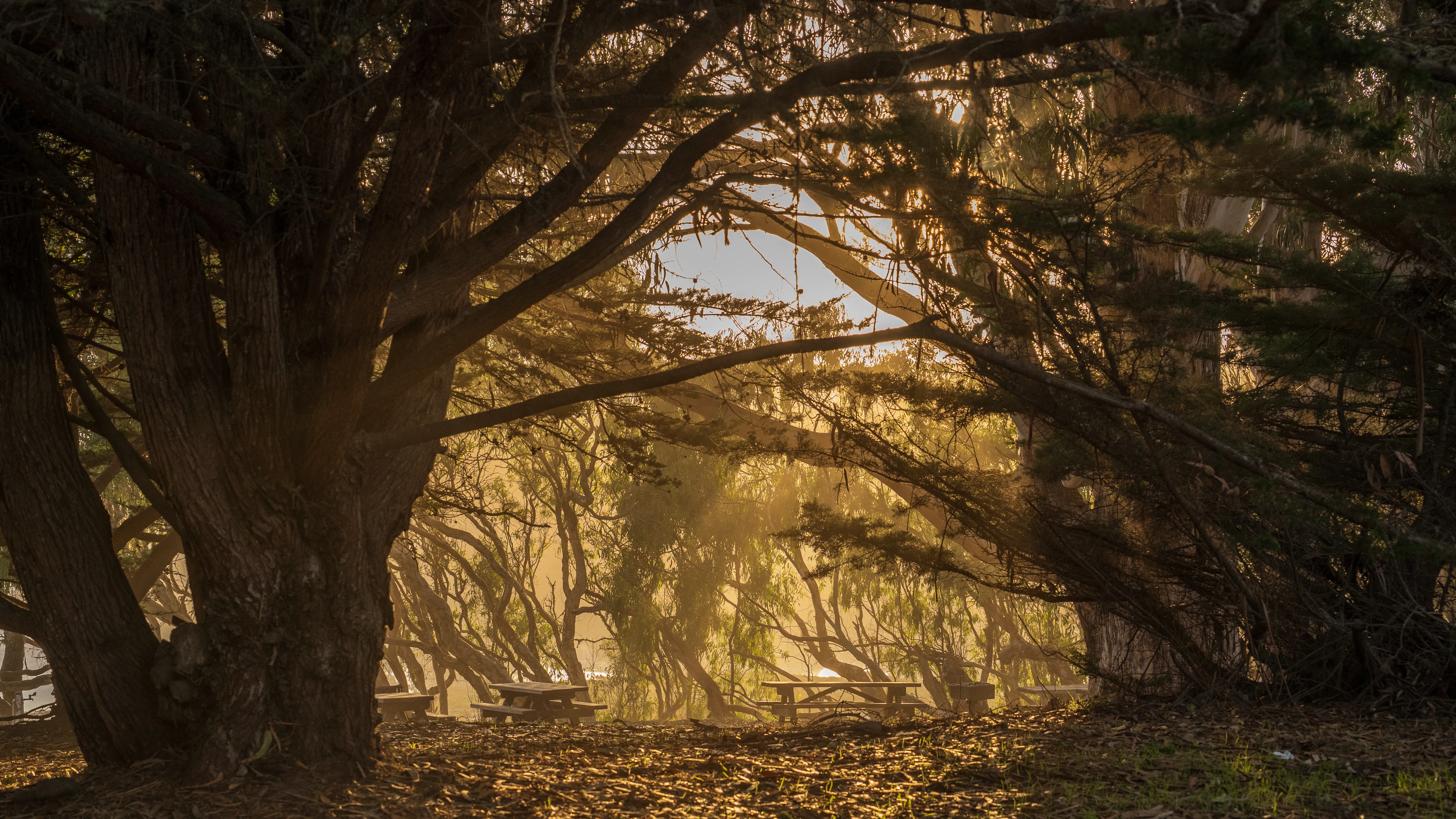 Bay Area park